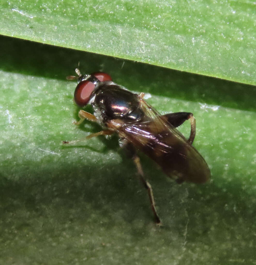 Image of Chalcosyrphus metallicus (Wiedemann 1830)