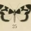 Image of Asthenotricha meruana