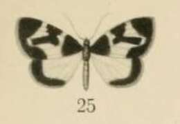 صورة Asthenotricha meruana