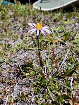 Imagem de Oreostemma alpigenum var. andersonii (A. Gray) G. L. Nesom