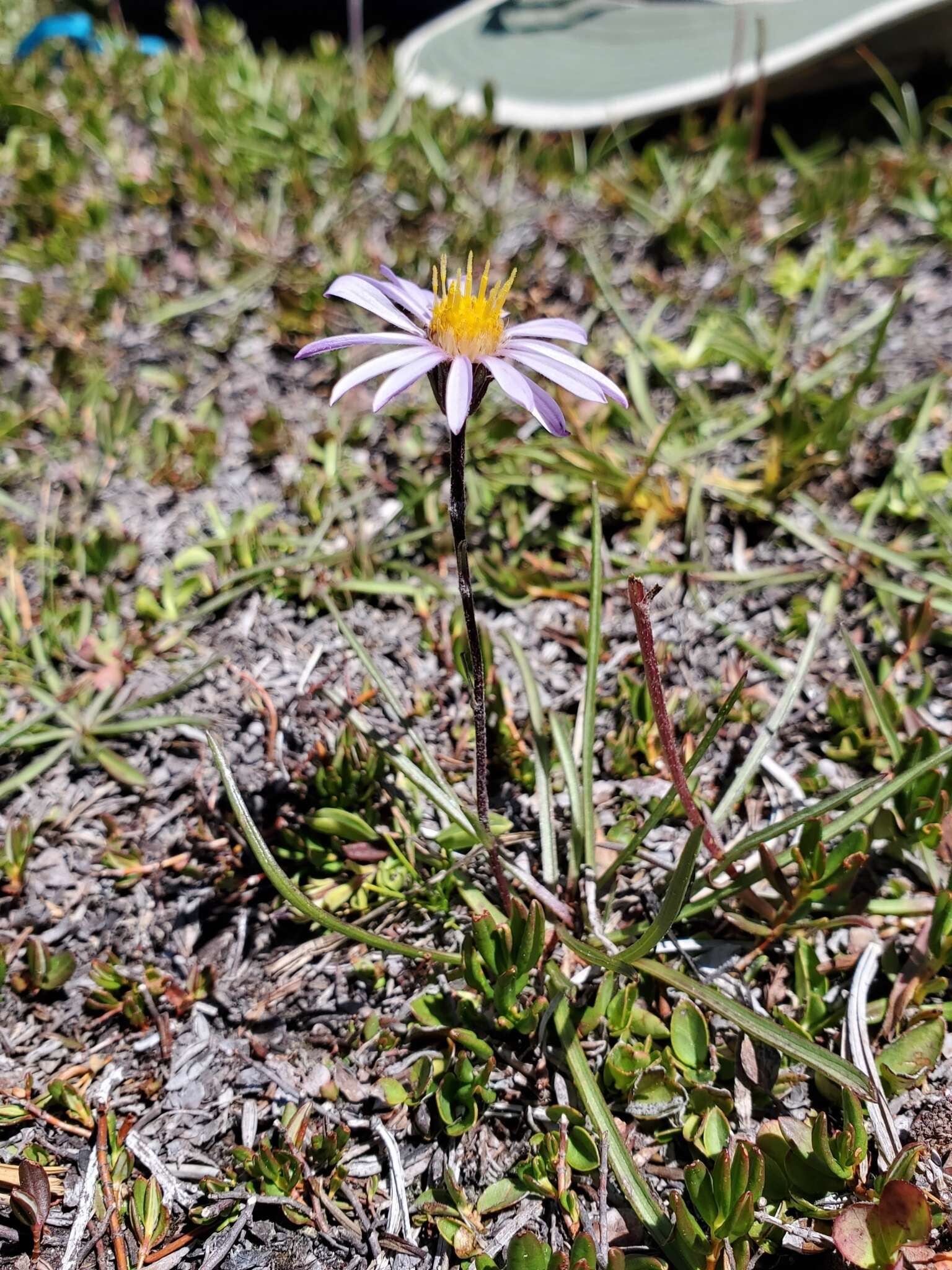 Image of tundra aster