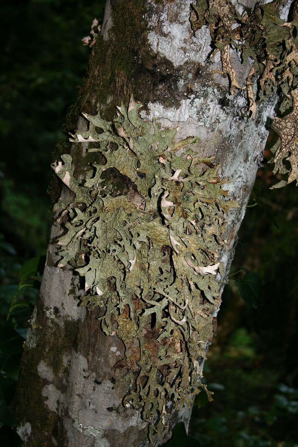 Image of Lungwort