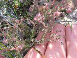 Image of Erica arachnocalyx E. G. H. Oliver