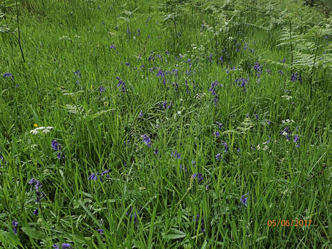 Image of Common Bluebell