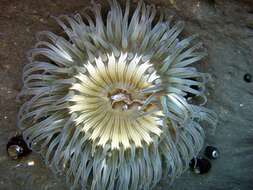 Image of Starburst anemone