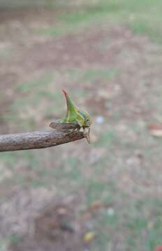 Image of Thorn Treehopper