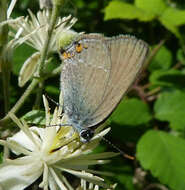 صورة Satyrium acaciae (Fabricius 1787)