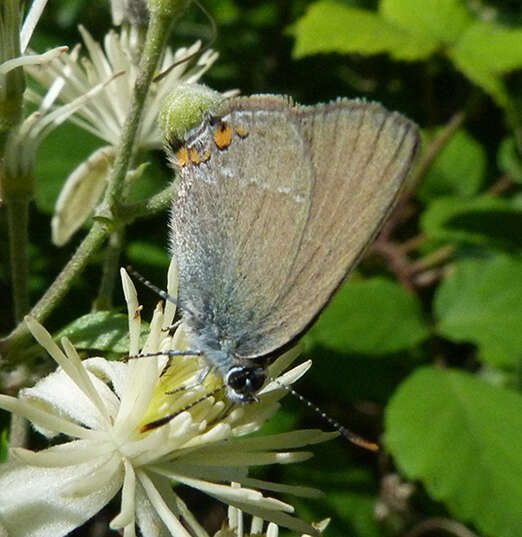 صورة Satyrium acaciae (Fabricius 1787)