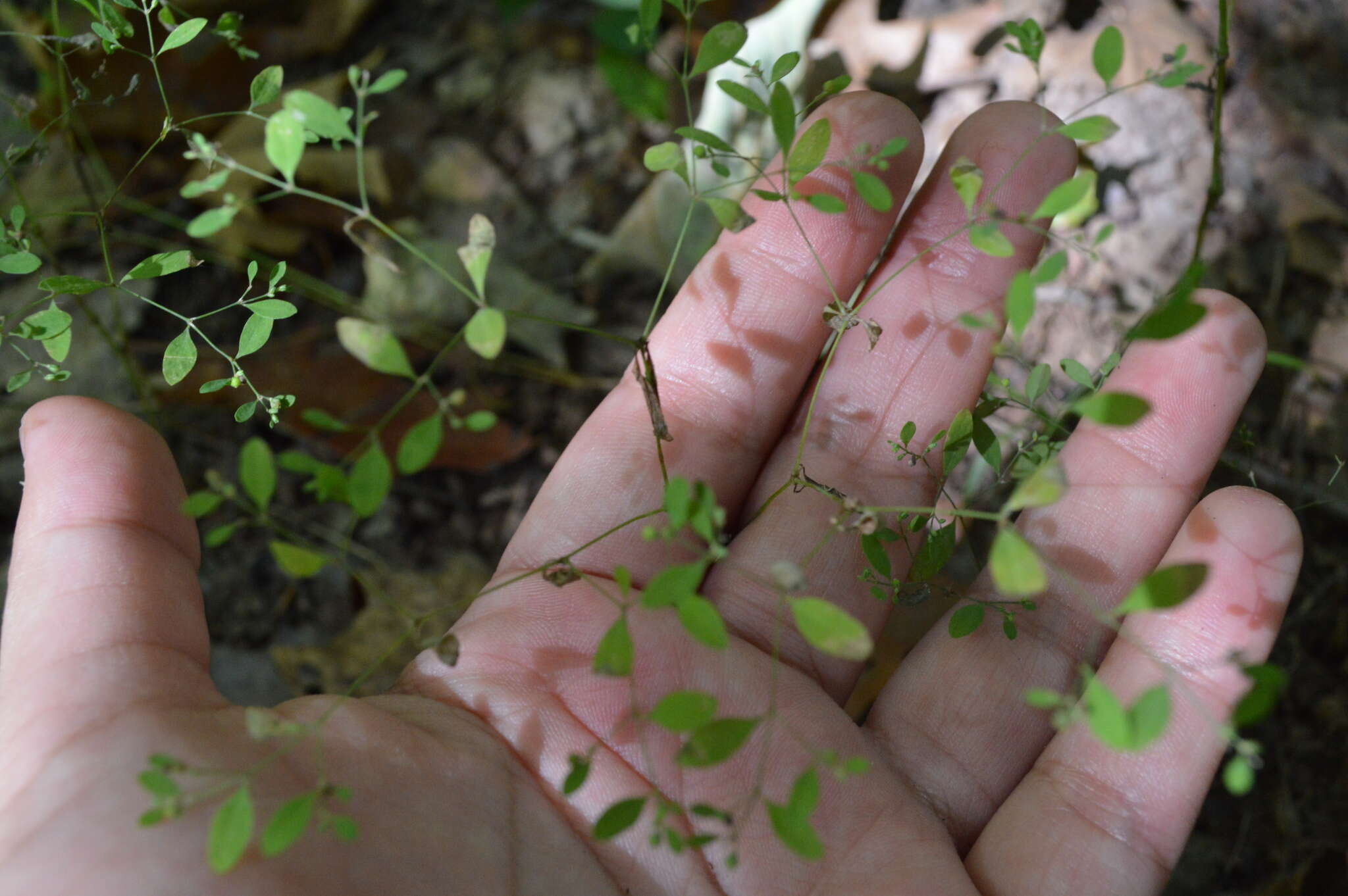 Image of smooth forked nailwort