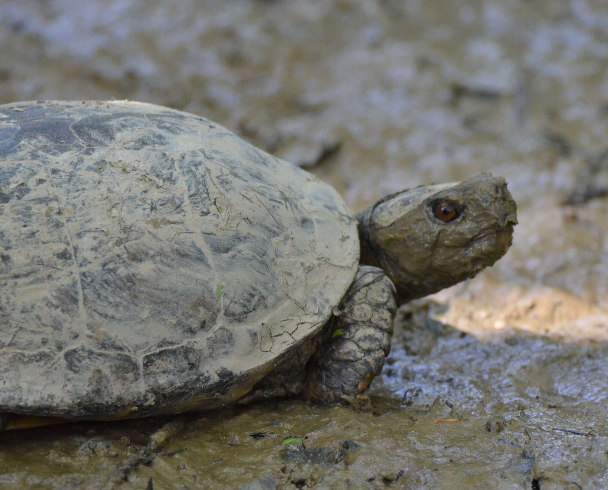 Image of Gulf Coast box turtle