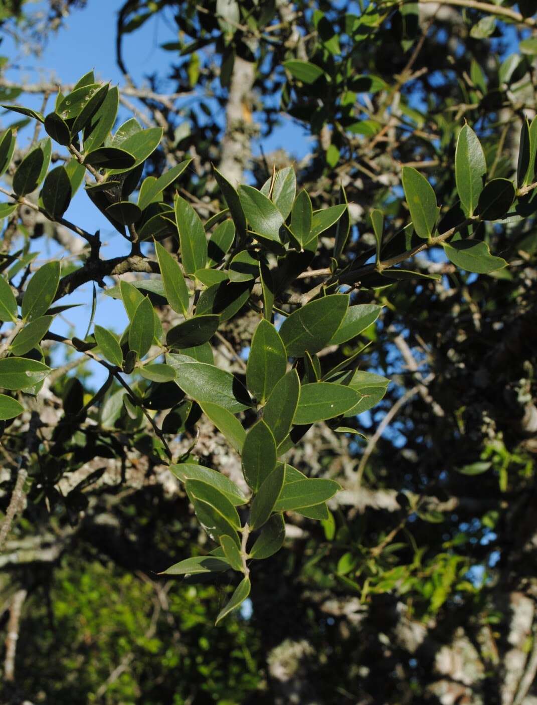 صورة Aspidosperma quebracho-blanco Schltdl.