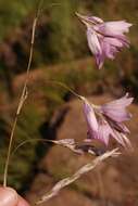 Imagem de Dierama robustum N. E. Br.