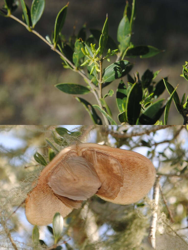 صورة Aspidosperma quebracho-blanco Schltdl.