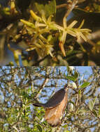 صورة Aspidosperma quebracho-blanco Schltdl.