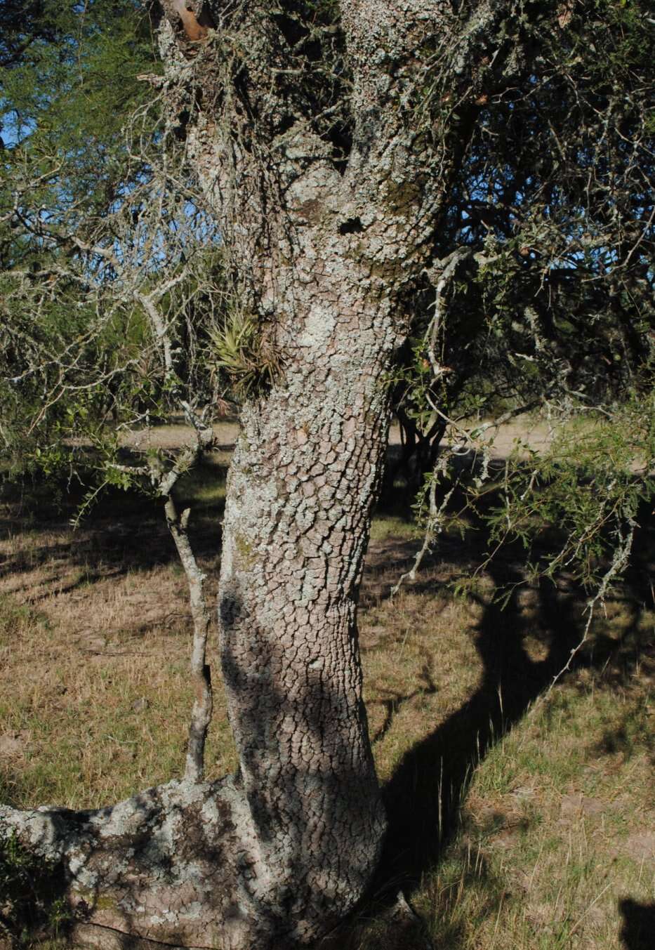 صورة Aspidosperma quebracho-blanco Schltdl.