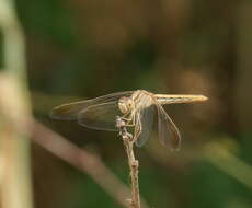 Image of Diplacodes haematodes (Burmeister 1839)