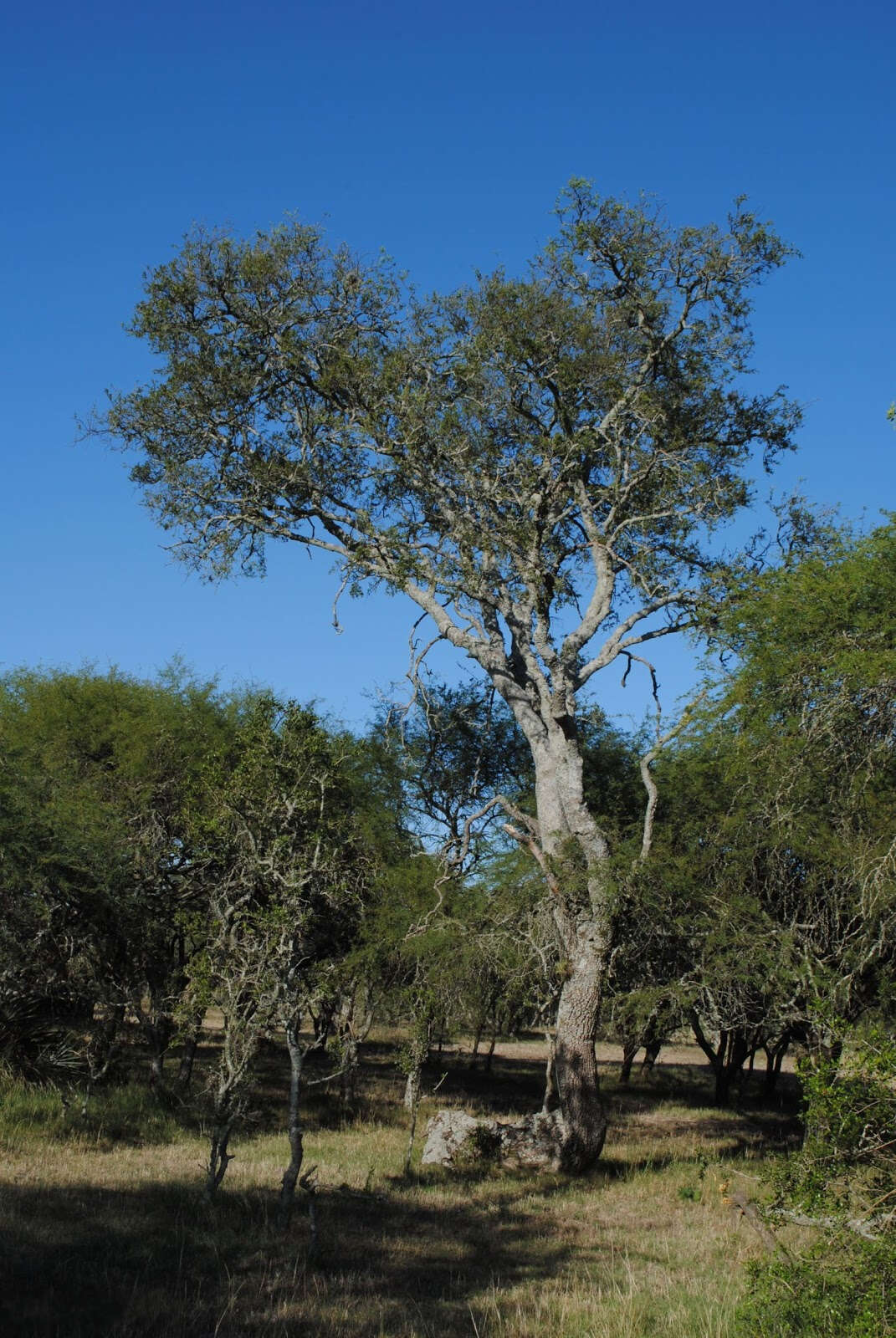 صورة Aspidosperma quebracho-blanco Schltdl.