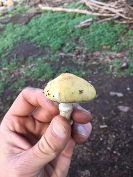 Image of Psilocybe coronilla (Bull.) Noordel. 1995