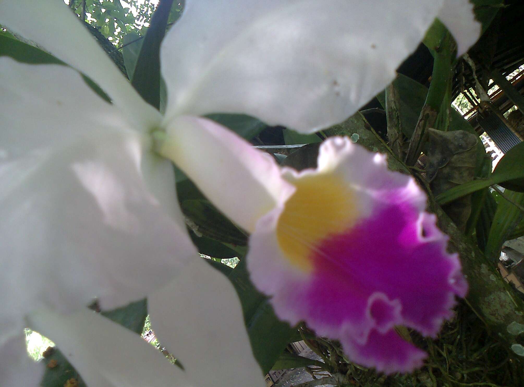 Imagem de Cattleya trianae Linden & Rchb. fil.