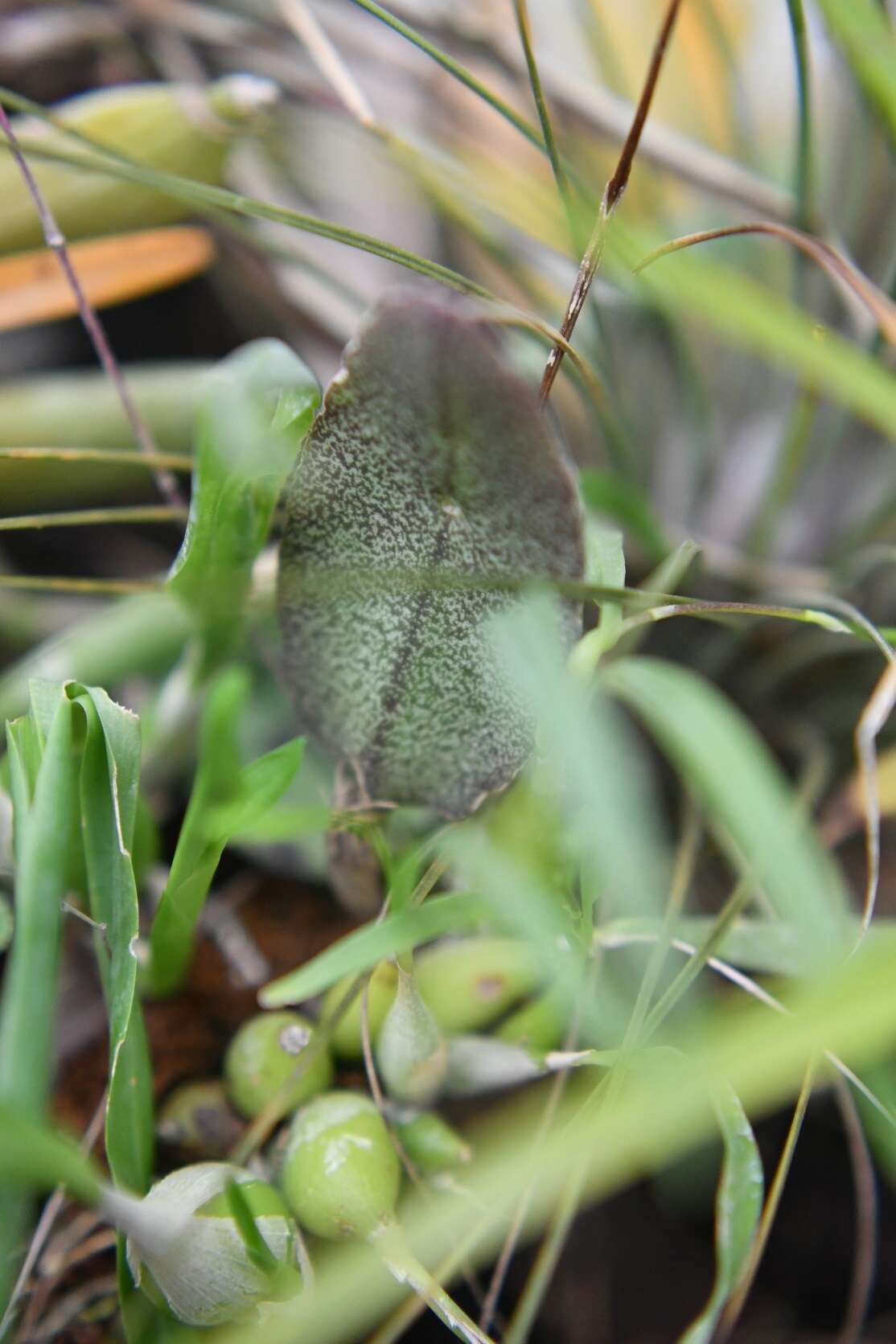 Image of Domingoa purpurea (Lindl.) Van den Berg & Soto Arenas