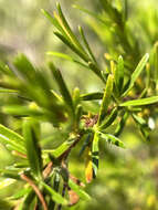 Image of Apalachicola St. John's-Wort