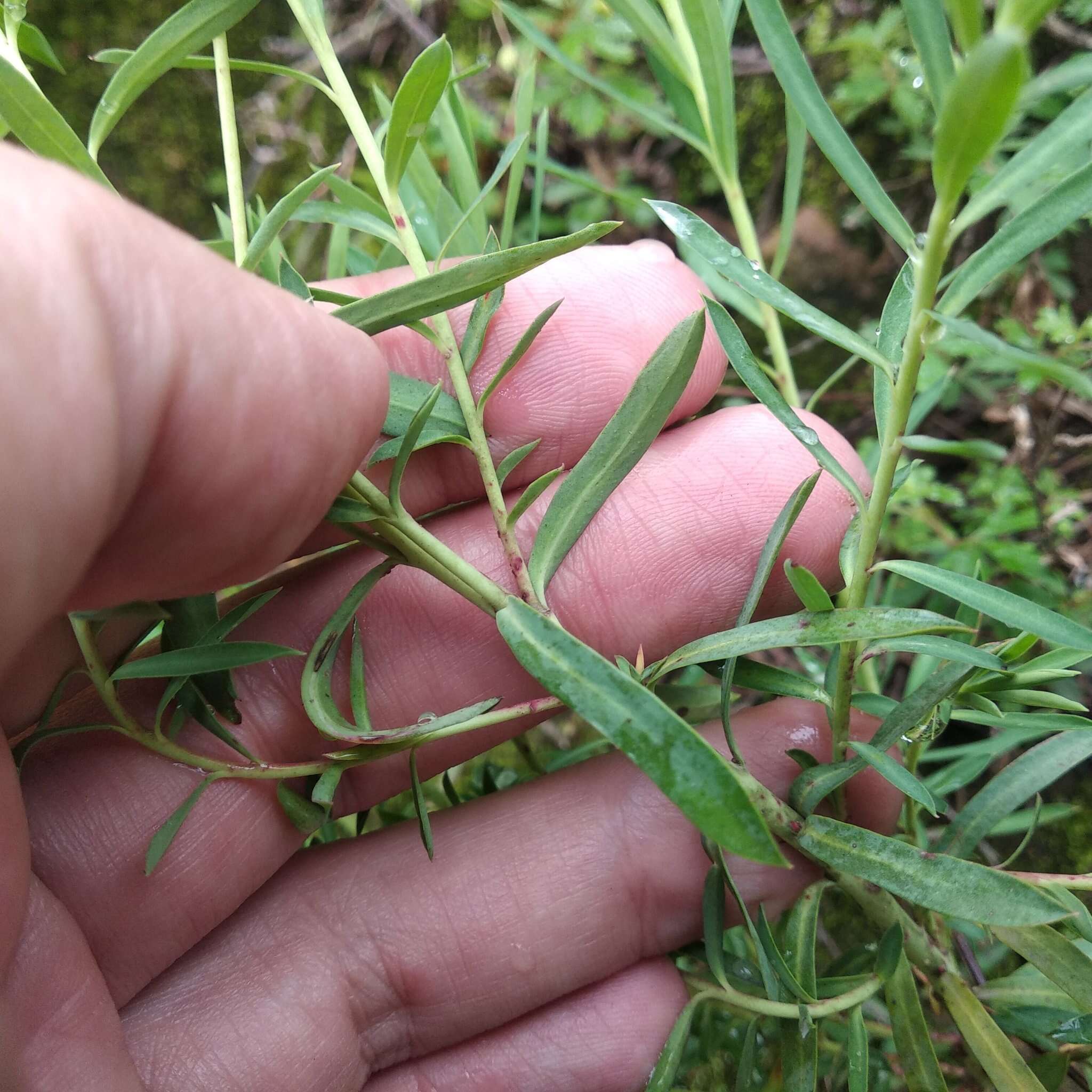 Image of Euphorbia esuliformis S. Schauer