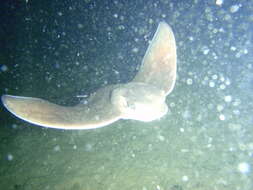 Image of Common Eagle Ray