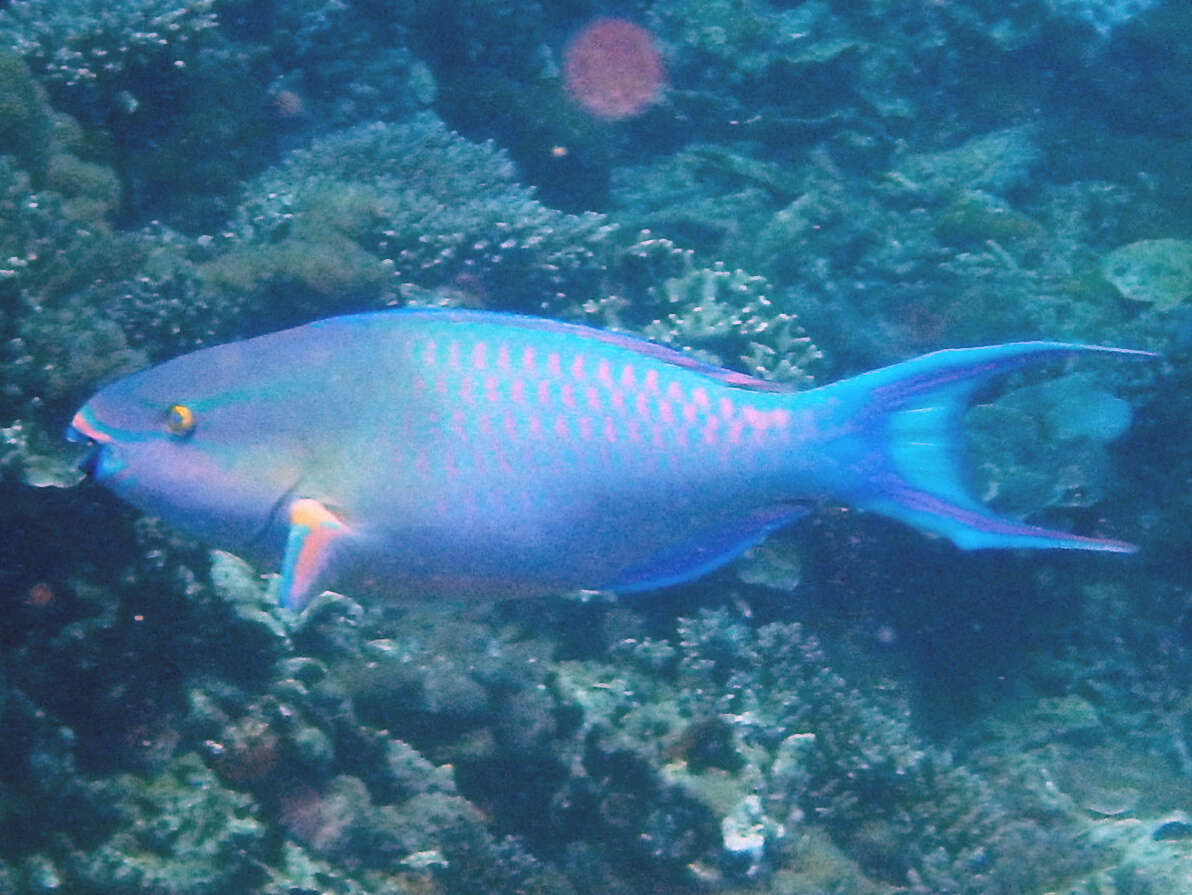 Image of Three-colour Parrotfish