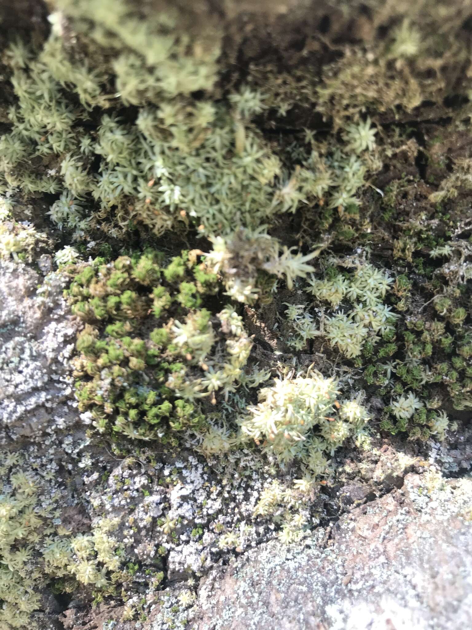 Image of octoblepharum moss