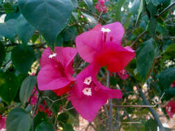 Слика од Bougainvillea glabra Choisy