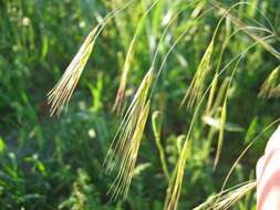 Imagem de Bromus sterilis L.