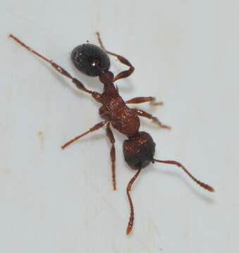 Image of Myrmica sulcinodis Nylander 1846