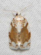 Image de Argyrotaenia alisellana Robinson 1869