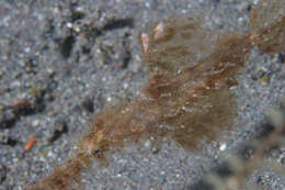 Image of Hairy ghost pipefish