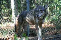 Image of Red wolf