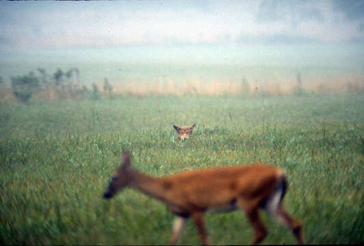 Image of Red wolf