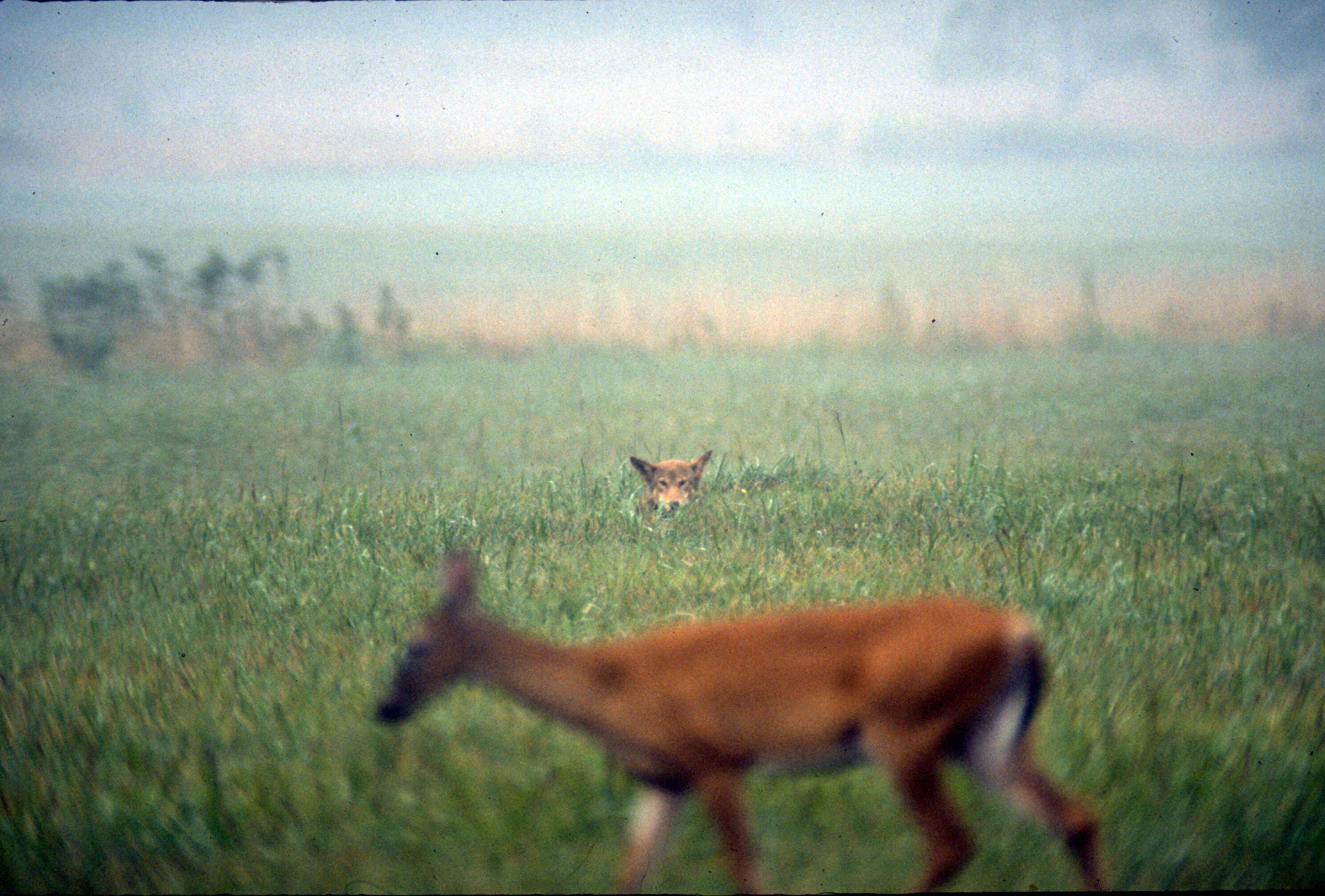 Image of Red wolf