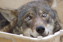 Image of Red wolf