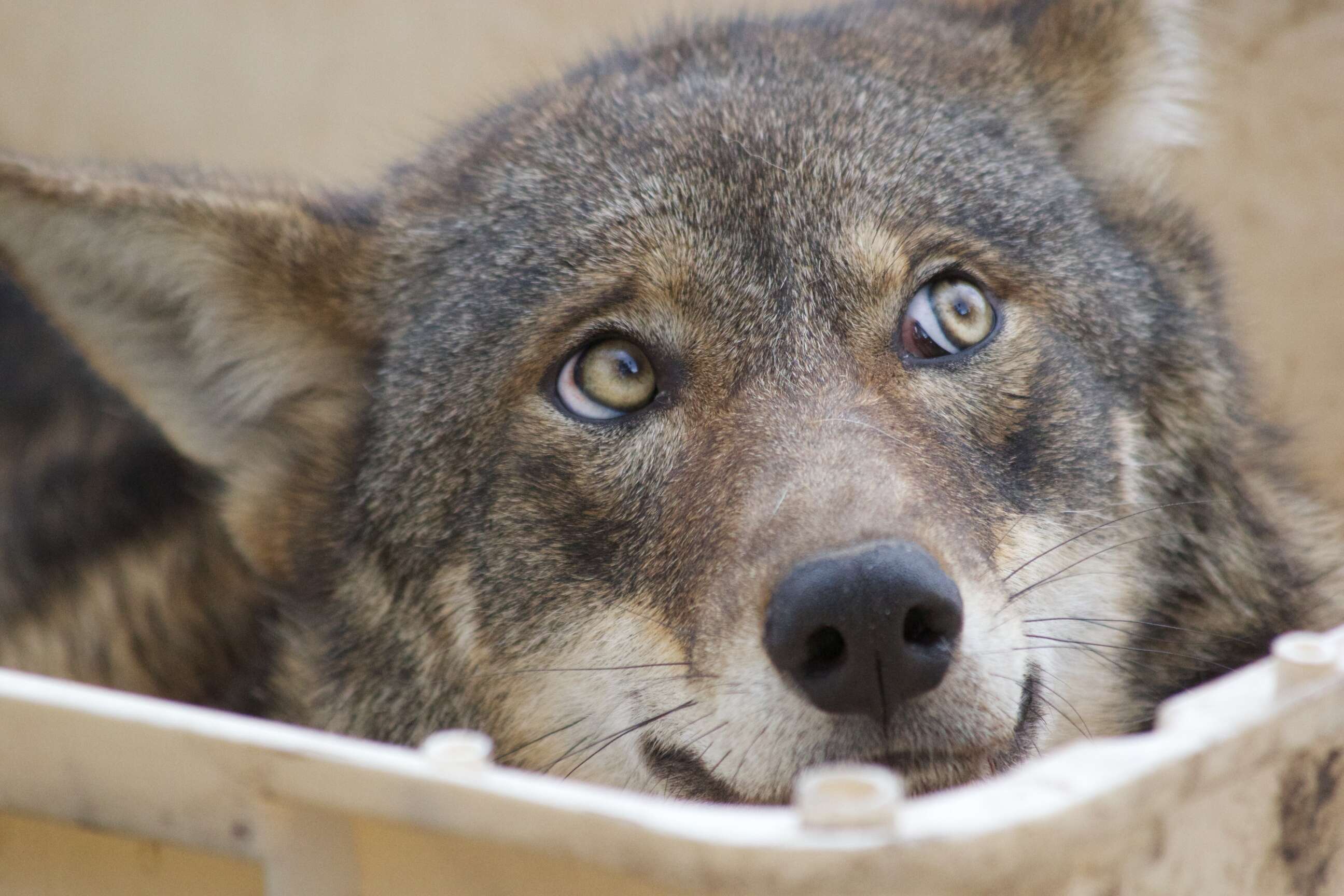 Image of Red wolf