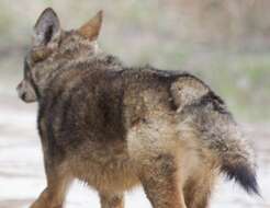 Image of Red wolf