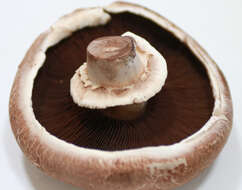 Image of commercial mushroom