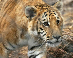Image of Panthera leo × Panthera tigris