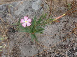 Image of Mandevilla tenuifolia (Mikan) R. E. Woodson