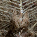 Image of velvet goose barnacle