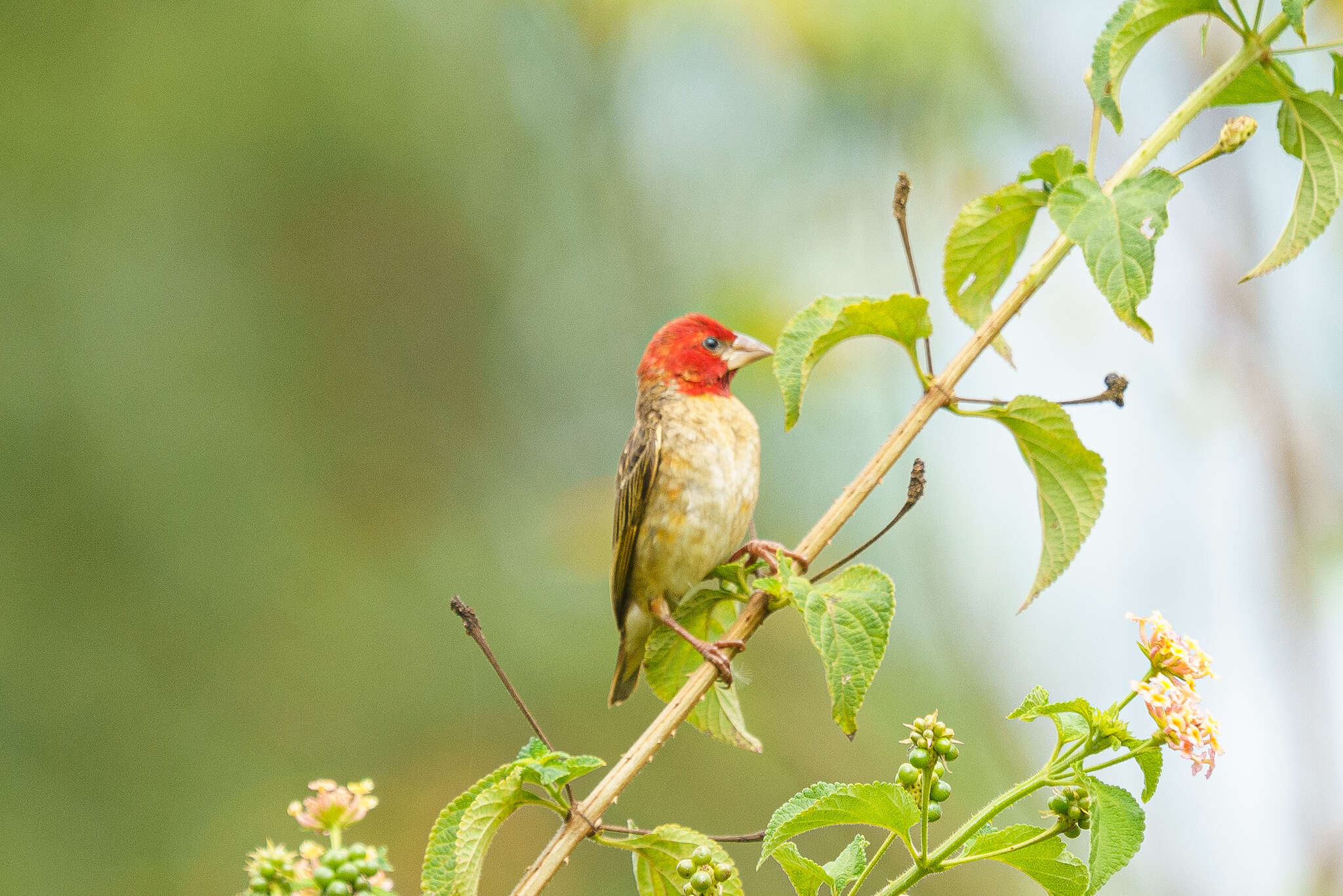 Image of Red-headed Quelea