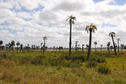 Image of South American jelly palm