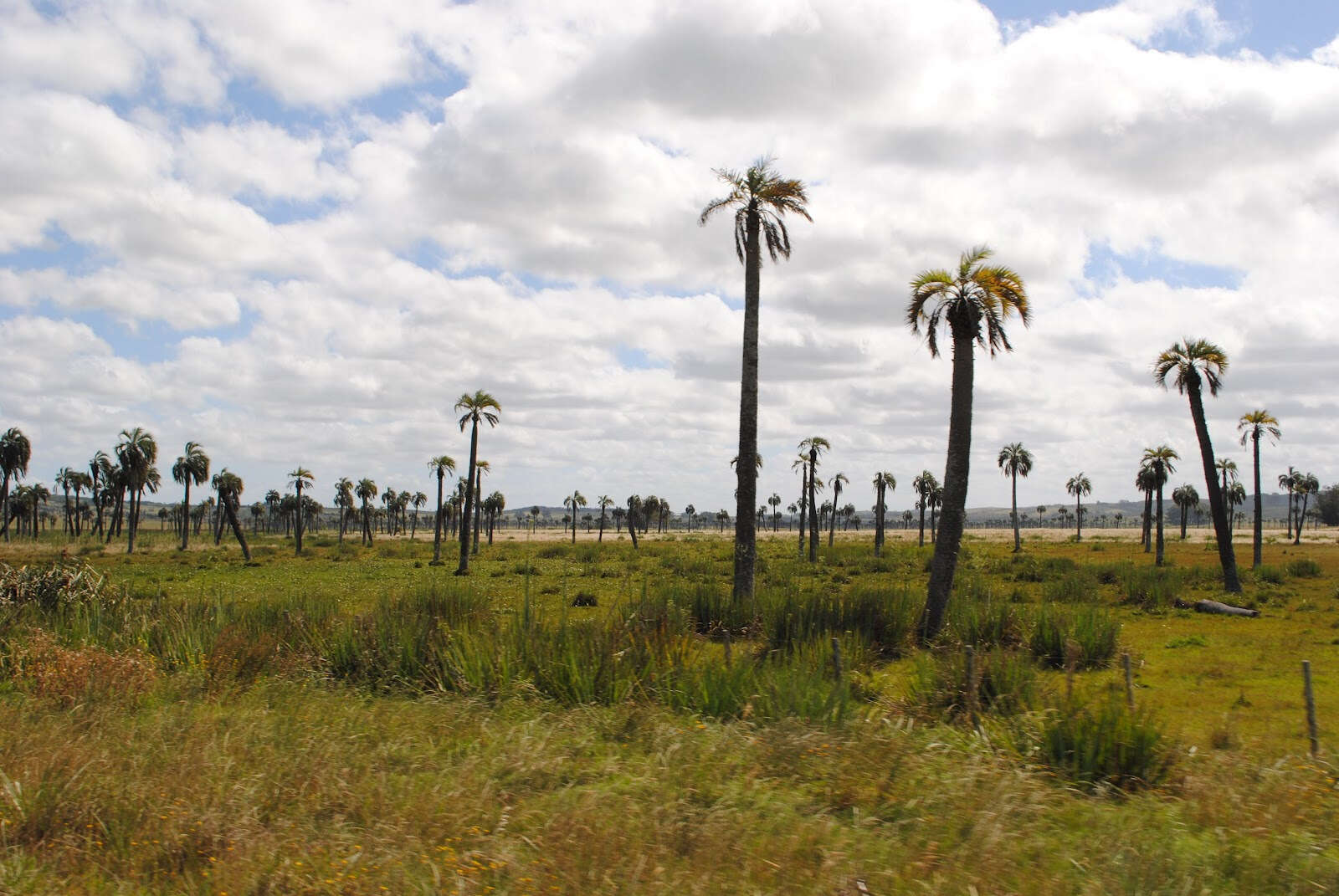 Image of South American jelly palm