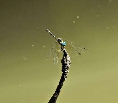 Слика од Tetrathemis irregularis cladophila