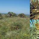 Image de Butia paraguayensis (Barb. Rodr.) L. H. Bailey