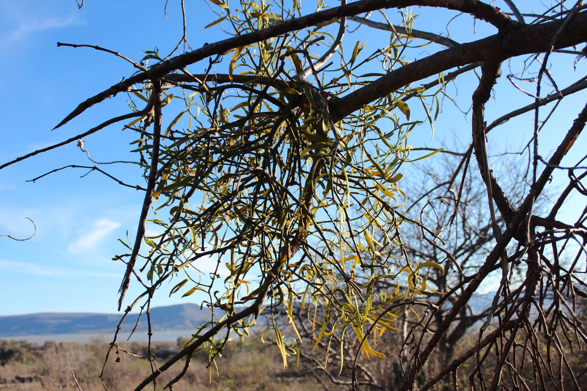 Image of Phoradendron carneum Urb.